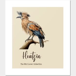 Hoatzin - The Bird Lover Collection Posters and Art